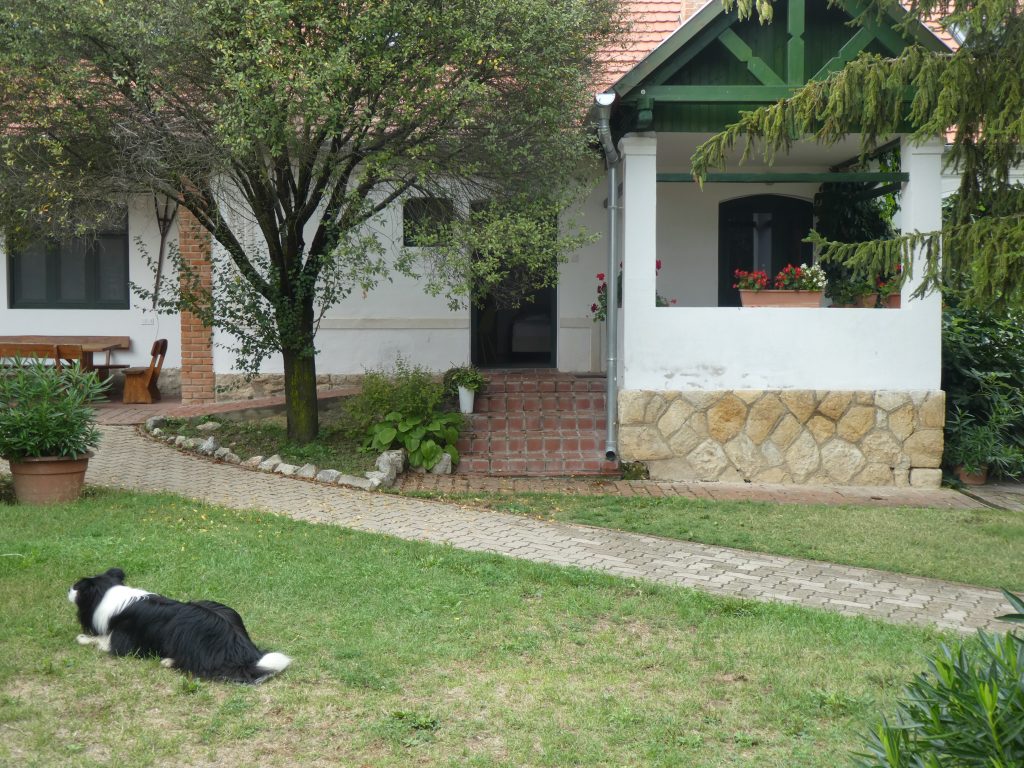 Az akadálymentes apartman az udvarból nézve kicsit messzebbről. Gyönyörű, régi épületrész, kiugró, fedett teraszrésszel. Az udvar füves, fás, bokros előtte. A fűben épp egy kutya fekszik.